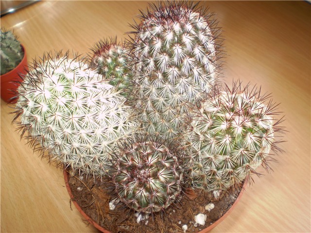 mammillaria